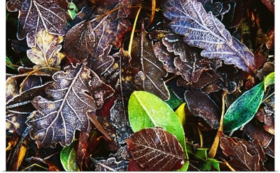 Frozen Oak Leaves, Glenveagh National Park, County Donegal, Ireland