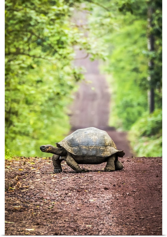 Galapagos giant tortoise (Chelonoidis nigra)  lumbers slowly across a long, straight dirt road that stretches off to the h...