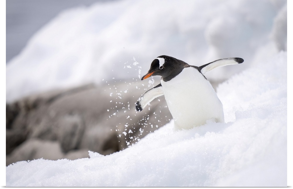 Gentoo penguin (pygoscelis papua) overbalances in snow near rocks, antarctica.