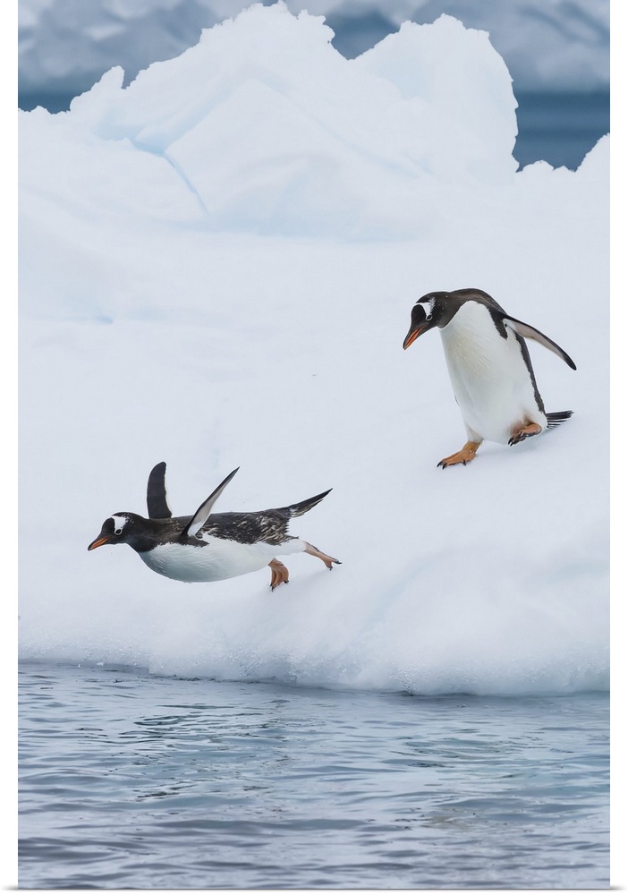 Gentoo Penguins dive off an Iceberg on Cuverville Island in the Gerlach Strait, Antarctica.