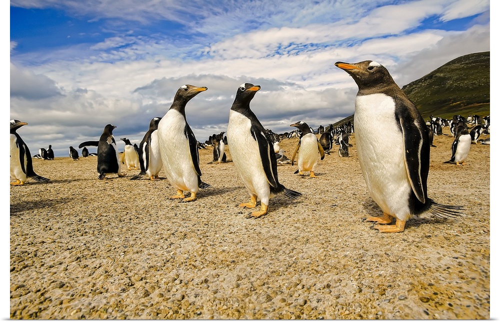 Gentoo penguins (Pygoscelis papua), The Neck; Saunder's Island, Faulkland Islands
