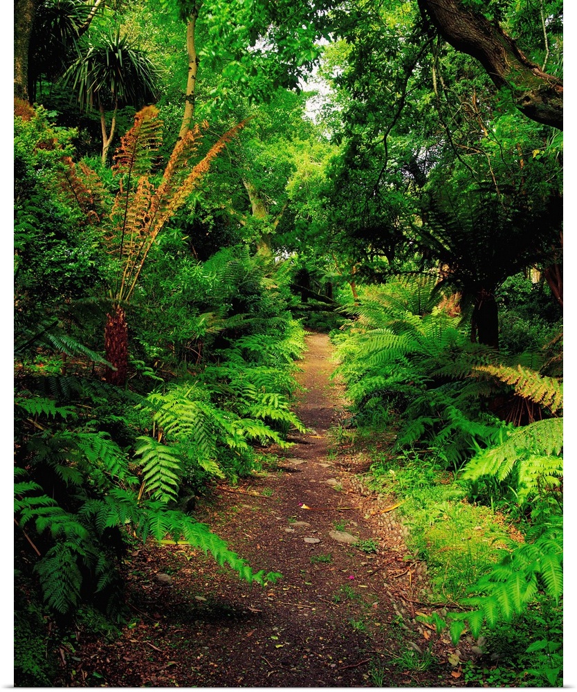 Glanleam, Co Kerry, Ireland; Pathway Lined By Tree Ferns