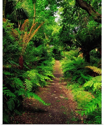 Glanleam, Co Kerry, Ireland; Pathway Lined By Tree Ferns