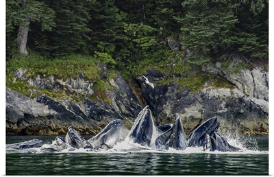 Glaucous-Winged Gull Over Bubble-Net Feeding Humpback Whales, Alaska