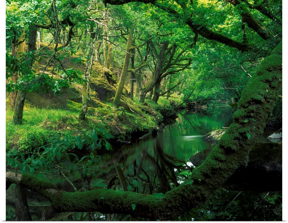 Glengarriff River, County Cork, Ireland; River Through The Woods