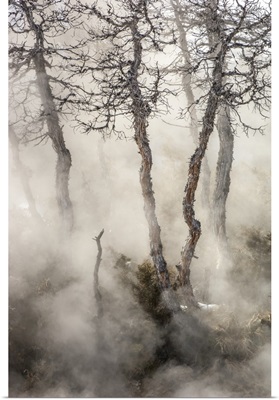 Gnarled Juniper Tree Trunks In Mammoth Hot Springs In Yellowstone Natural Park, Wyoming