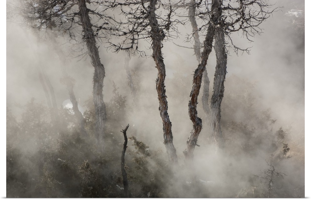 Gnarled juniper tree trunks (Juniperus) emerge through the misty steam in Mammoth Hot Springs in Yellowstone Natural Park ...