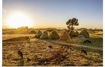 Goats And Haystacks In The Fields Of Teff, Jib Gedel, Amhara Region, Ethiopia