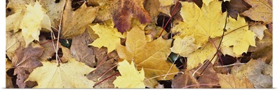 Golden Autumn Leaves On Ground
