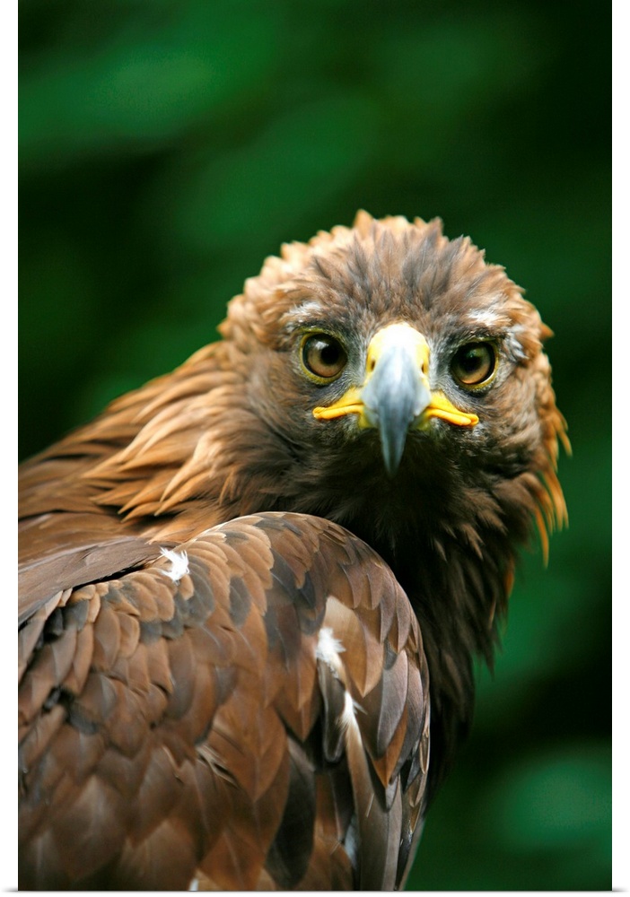 Golden Eagle's Face