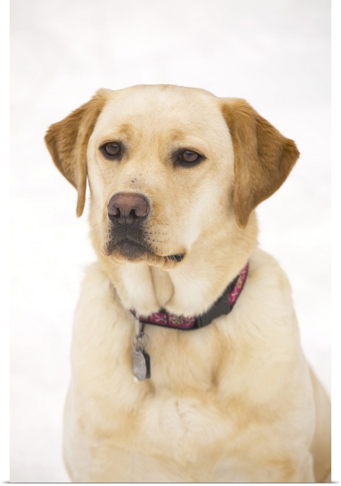 Golden Labrador Retriever Dog