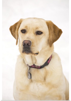 Golden Labrador Retriever Dog