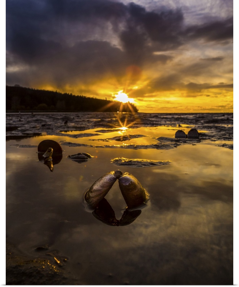 Golden sunlight illuminates the sky at sunset and reflects in the shallow waters along the coastline with an open clam she...