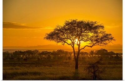 Golden Sunset Over The Savanna In Serengeti National Park, Tanzania, Africa
