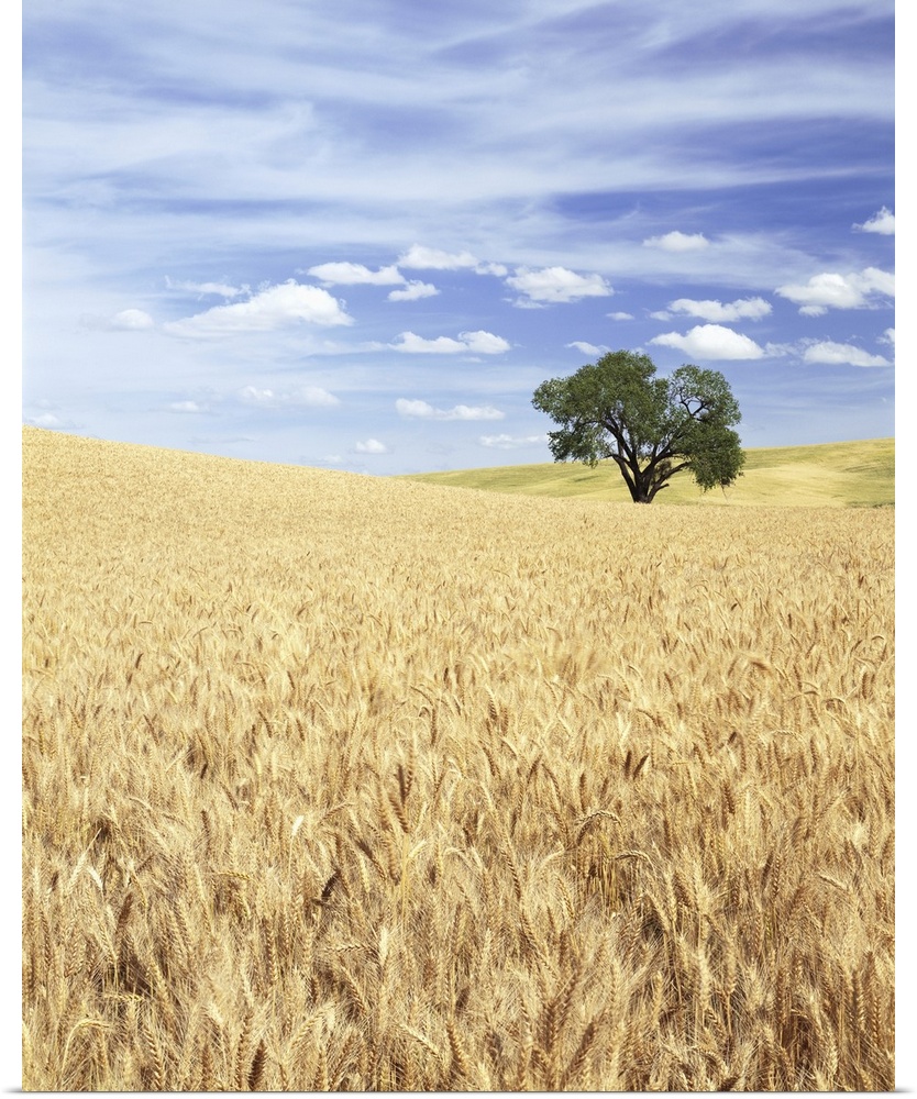 ca. 1995, Palouse, Washington State, USA --- Sprawling Wheat Fields --- Image by  Craig Tuttle/Corbis