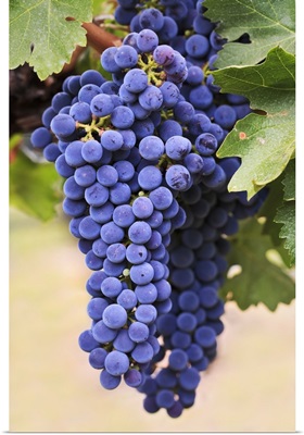 Grapes Growing On The Vine In Okanagan Valley, Osoyoos, British Columbia, Canada