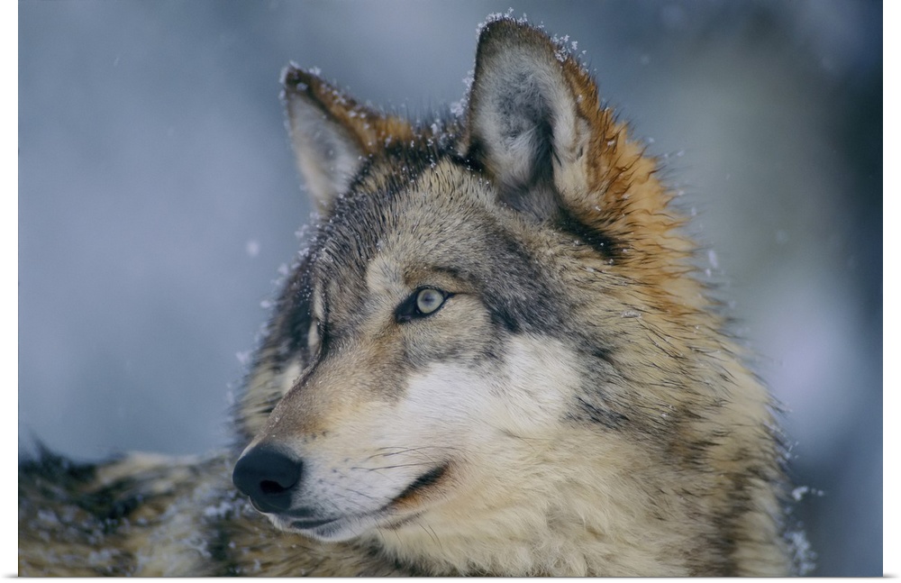 Close-up portrait of a gray wolf (canis lupus) in a snowfall with snowflakes on its fur. Ely, Minnesota, united states of ...