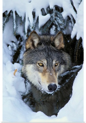 Gray Wolf orTimber Wolf