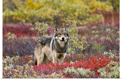 Gray Wolf Walking Along Tundra Ridge, Denali National Park, Interior Alaska