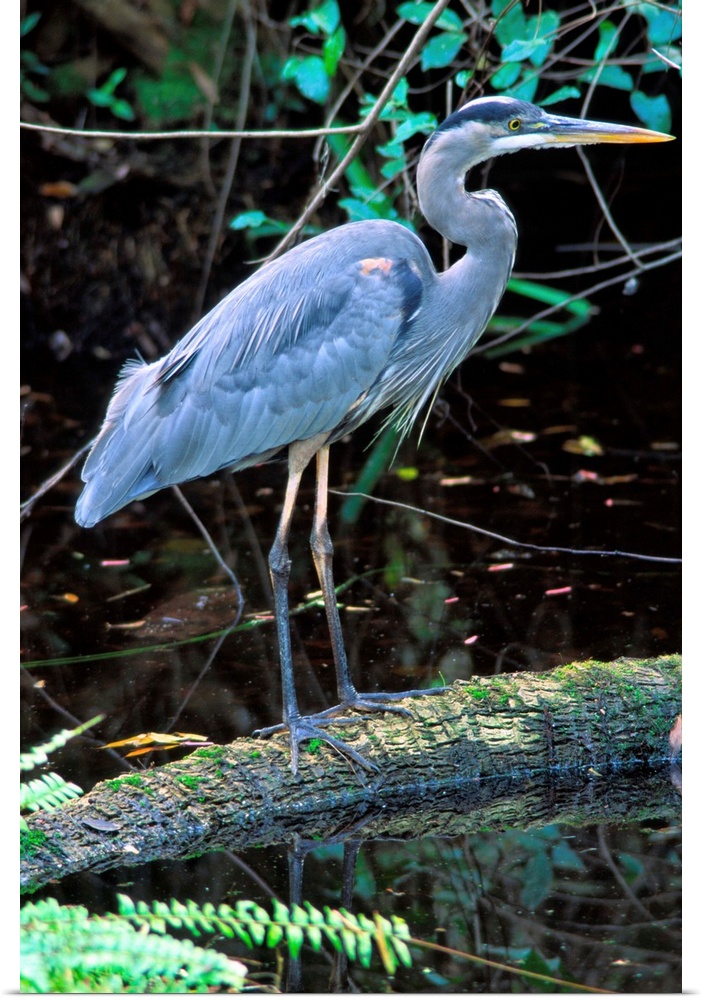Great Blue Heron, Florida
