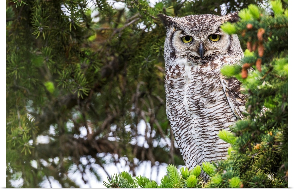 Great Horned Owl (Bubo virginianus) sitting in a tree, Saskatchewan, Canada