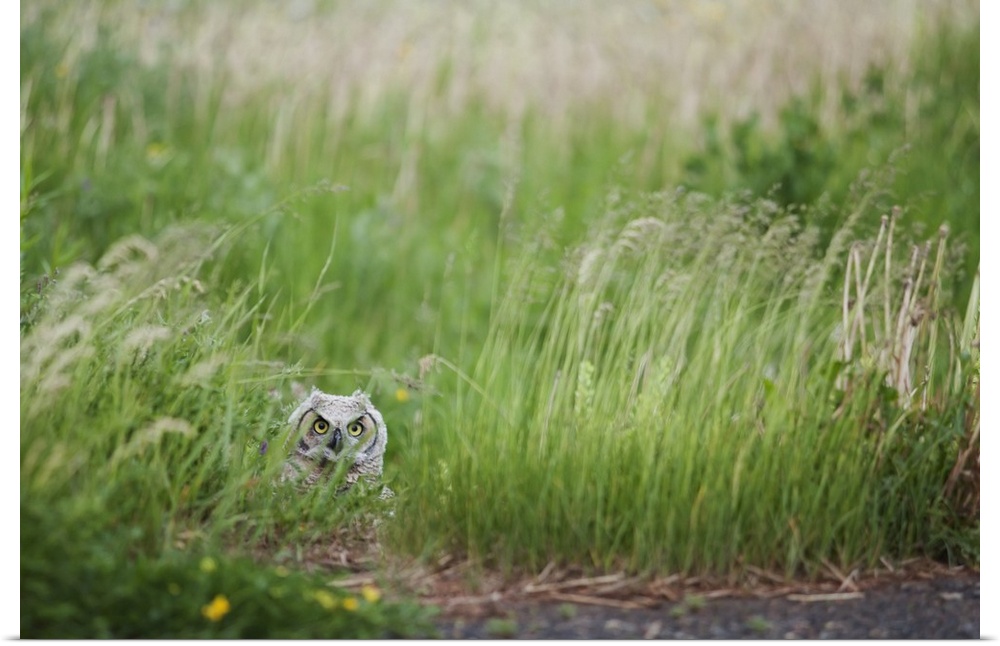 Great Horned Owl In The Grass, Thunder Bay, Ontario, Canada
