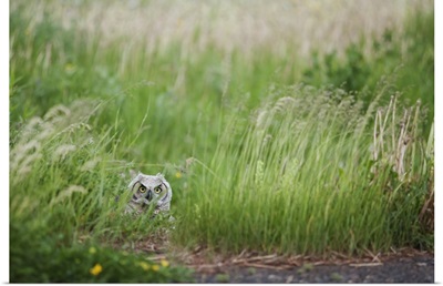 Great Horned Owl In The Grass, Thunder Bay, Ontario, Canada
