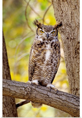 Great Horned Owl Sitting In A Cottonwood Tree