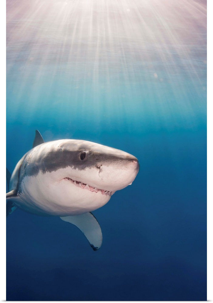 Great white shark (Carcharodon carcharias); Guadalupe Island, Mexico