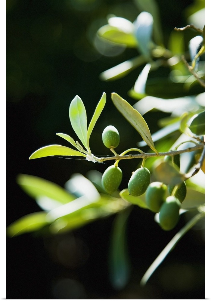 Greece, Halkidiki, Green olives ripening in sunshine, Sithonia