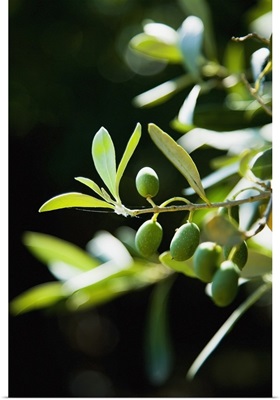 Greece, Halkidiki, Green olives ripening in sunshine, Sithonia
