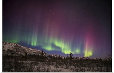 Green And Pink Aurora Borealis Over The Alaska Range, Denali National Park & Preserve