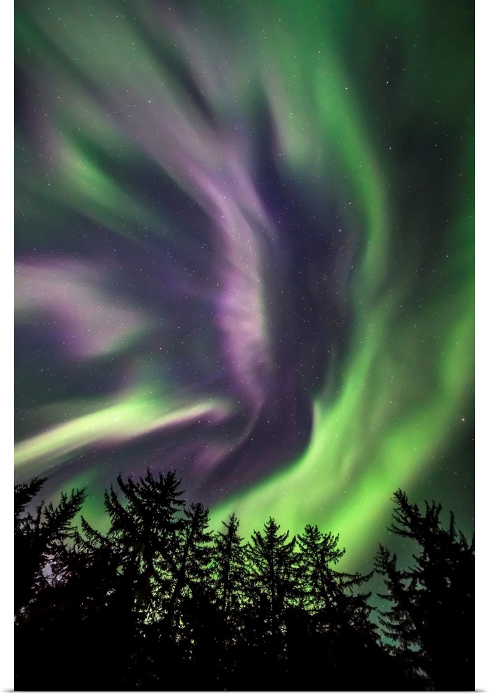 Green and purple northern lights overhead, Tongass National Forest, Southeast Alaska; Alaska, United States of America.