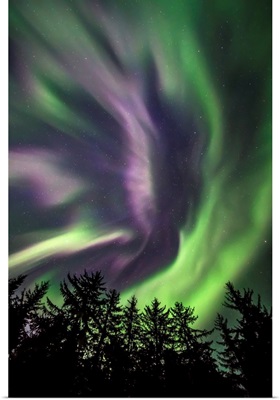 Green And Purple Northern Lights Overhead, Tongass National Forest, Southeast Alaska