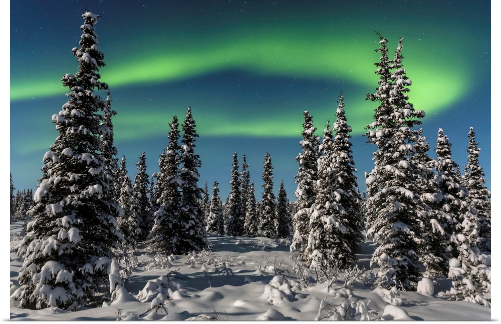 Green Aurora Borealis dances over the tops of snow covered black spruce trees, moonlight casting shadows on a clear winter...
