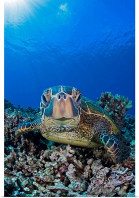 Green sea turtle (Chelonia mydas), an endangered species, Maui, Hawaii