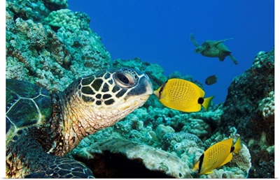 Green Sea Turtle (Chelonia Mydas) And A Butterfly Fish
