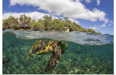 Green Sea Turtle Lifts Its Head For A Breath Over A Shallow Reef In Hawaii