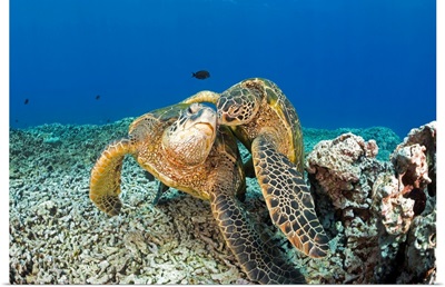 Green sea turtles (Chelonia mydas), an endangered species, Maui, Hawaii