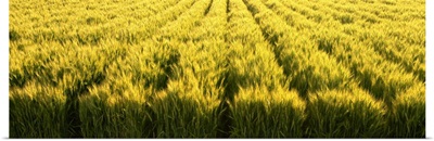Green wheat field beginning to ripen, Idaho