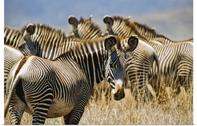 Grevy's Zebras On Savannah, Kenya