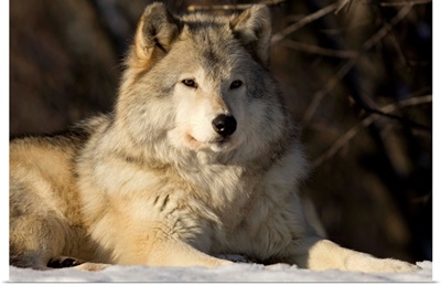 Grey Wolf In Ecomuseum Zoo; Ste-Anne-De-Bellevue Quebec, Canada