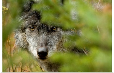 Grey Wolf, Outside Golden, British Columbia, Canada
