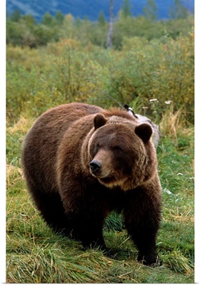 Grizzly bear at the Alaska Wildlife Conservation Center Alaska