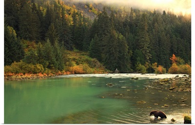 Grizzly Bear Fishing In Chilkoot River, Haines, Alaska, Canada