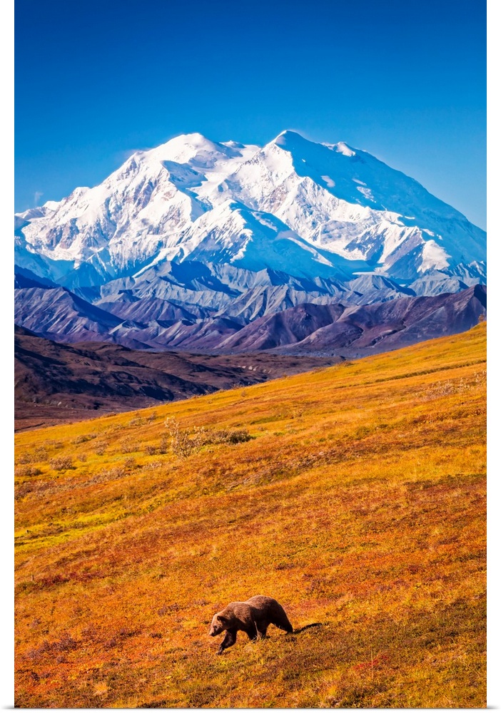 Grizzly bear (Ursus arctos horribilis) taking a stroll on autumn coloured tundra with a view of Mount Denali (McKinley), D...