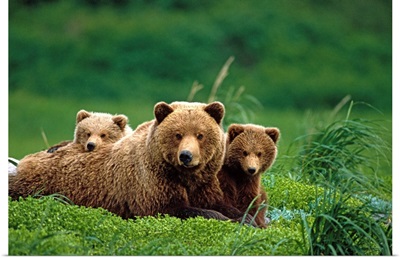 Grizzly bear mother and cubs lay in field