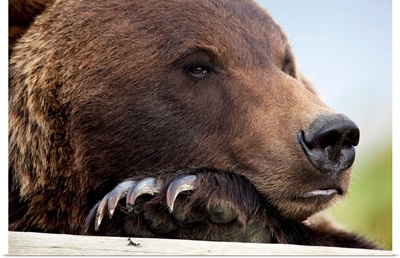 Grizzly Bear Rests Its Head On A Log At The Alaska Wildlife Conservation Center