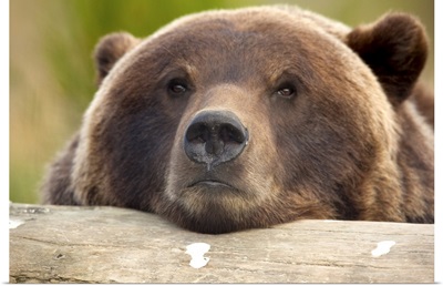 Grizzly bear rests its head on a log at the Alaska Wildlife Conservation Center