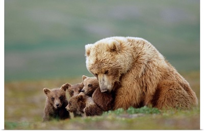 Grizzly Bear sow with four young cubs near Moraine Creek Katmai National Park